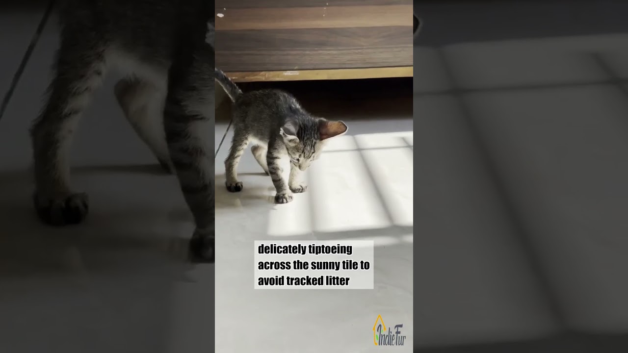 Catit Pixi Litter Box- Gray video