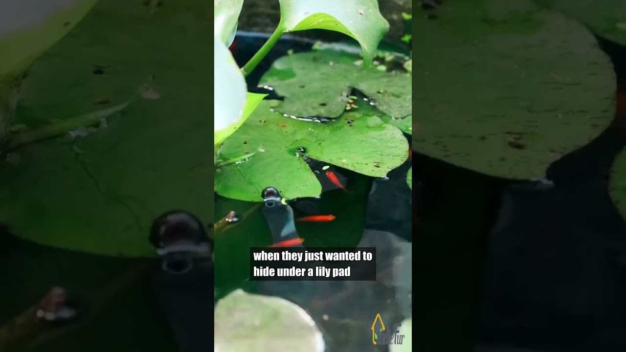 Fluval U4 Underwater Filter Foam Pad video