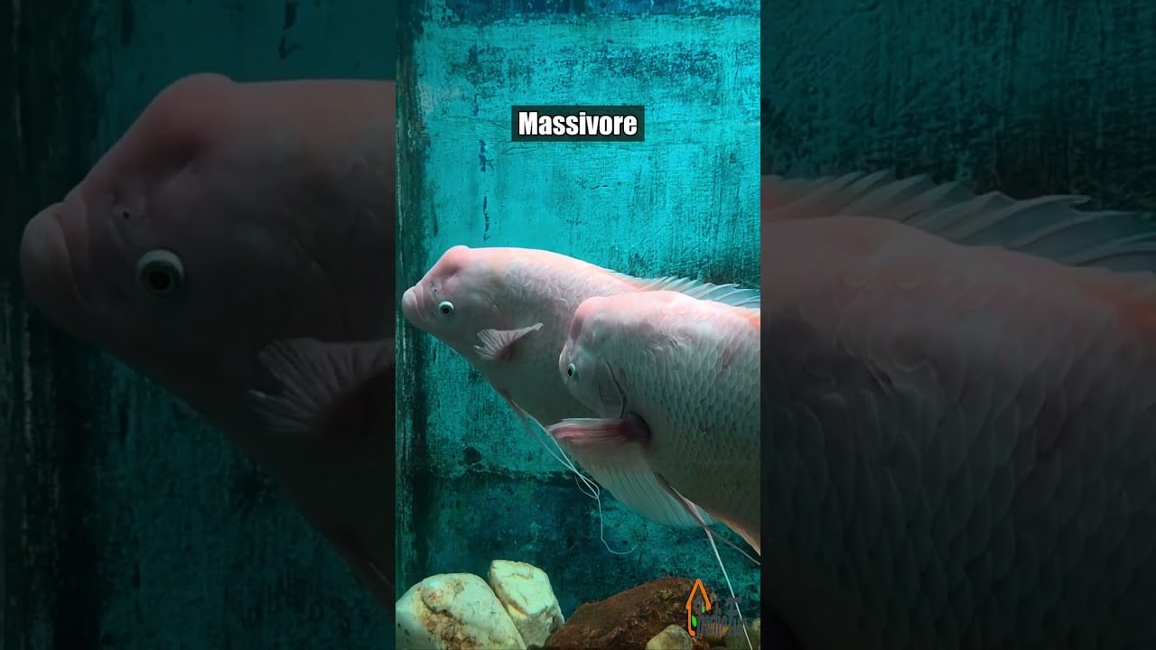 Hikari Massivore Delite 380 gm video
