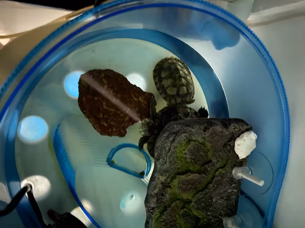 Image #1 from Ankit