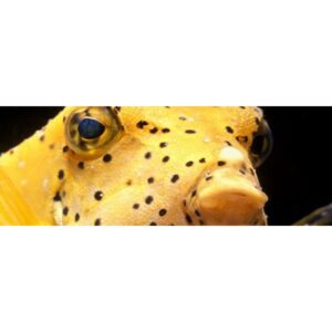 ProdiBio Spot & Velvet Salt - Image 2