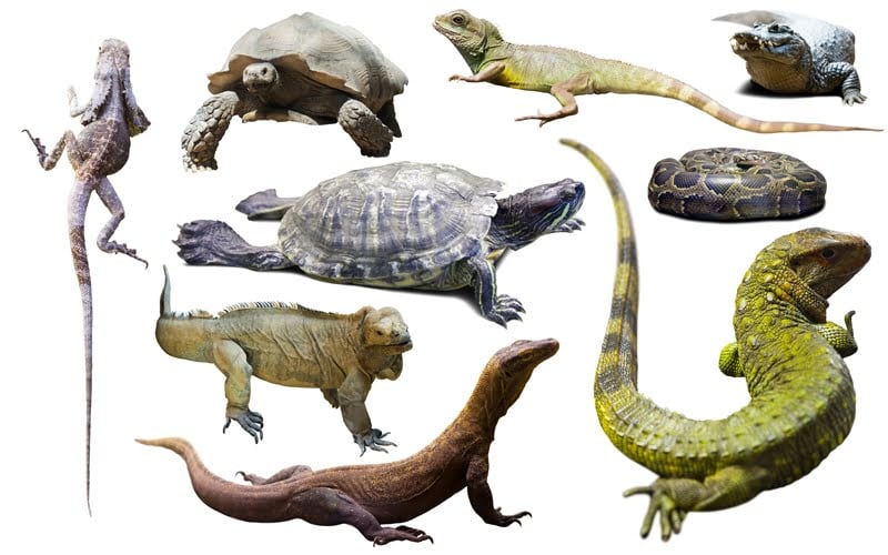 reptile-food-indiefur-com