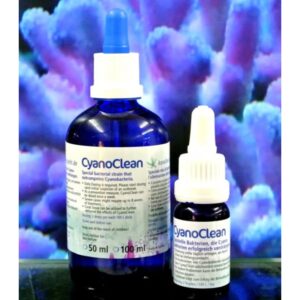korallen zucht cyanoclean Indiefur.com