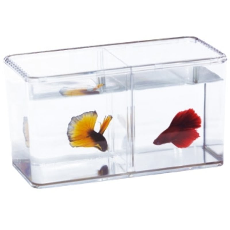 ISTA Betta Fish Double Display Case ISTA Betta Fish Double Display Case - Image 2