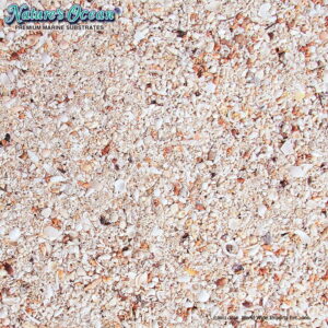 Natures Ocean Hawaiian Puka Shell 6.8 Kg