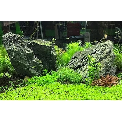 Seachem Flourish Advance 2 Litres Seachem Flourish Advance 2 Litres - Image 2