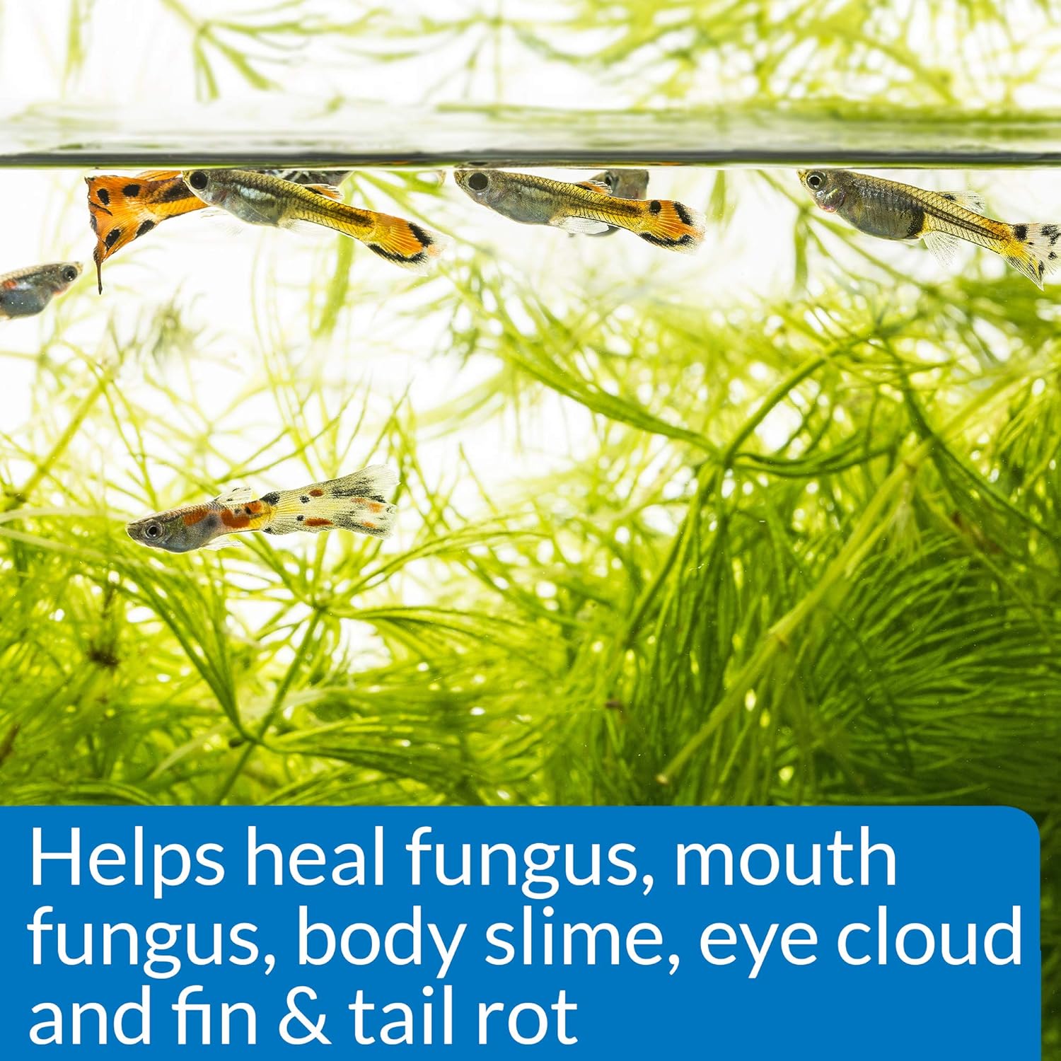 API Liquid Fungus Cure API Liquid Fungus Cure