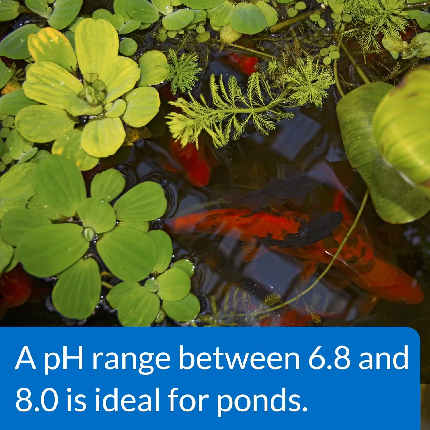 API pH DOWN 118 ml API pH DOWN 118 ml