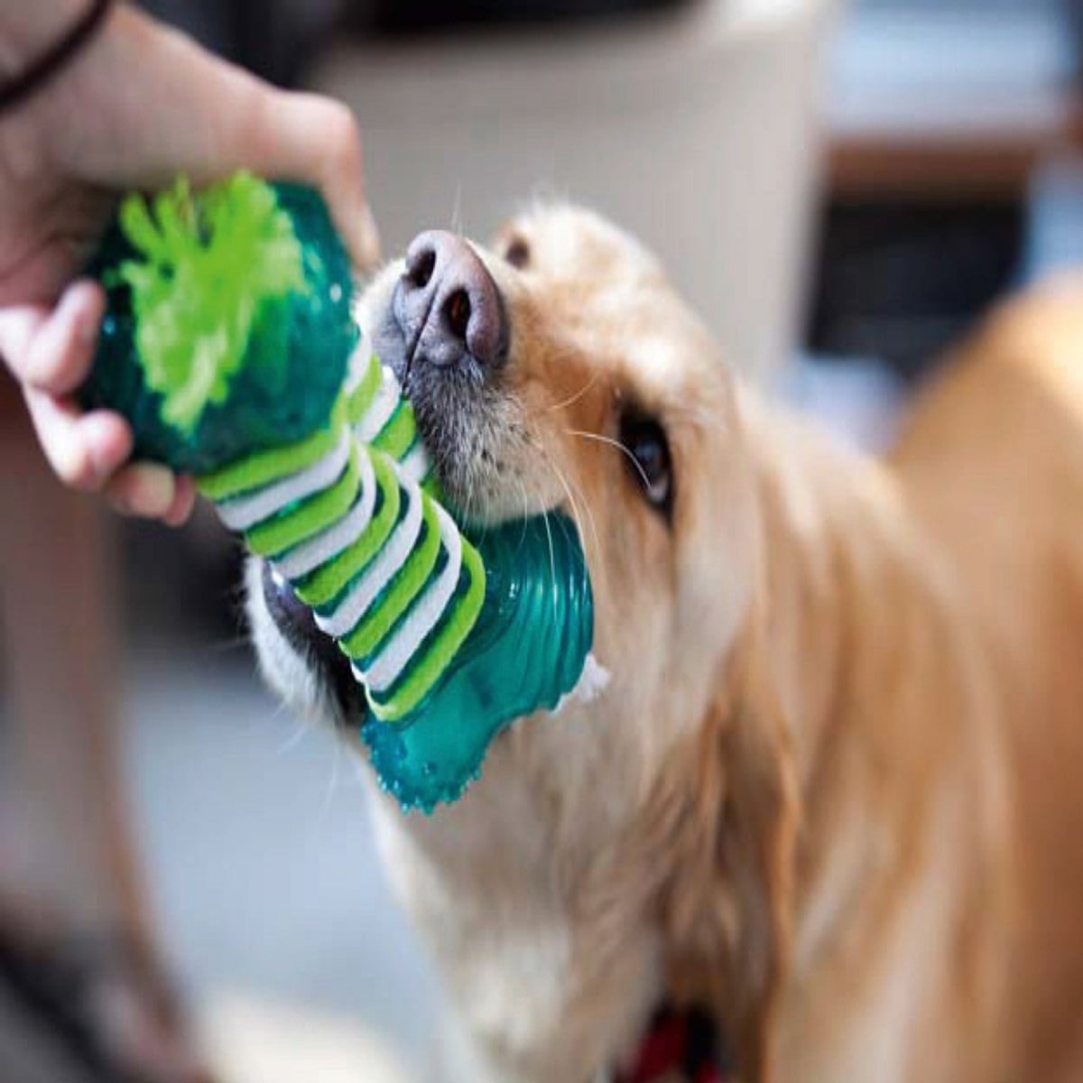 DogIT Design Gumi Dental Dog Toy-Floss Large DogIT Design Gumi Dental Dog Toy-Floss Large