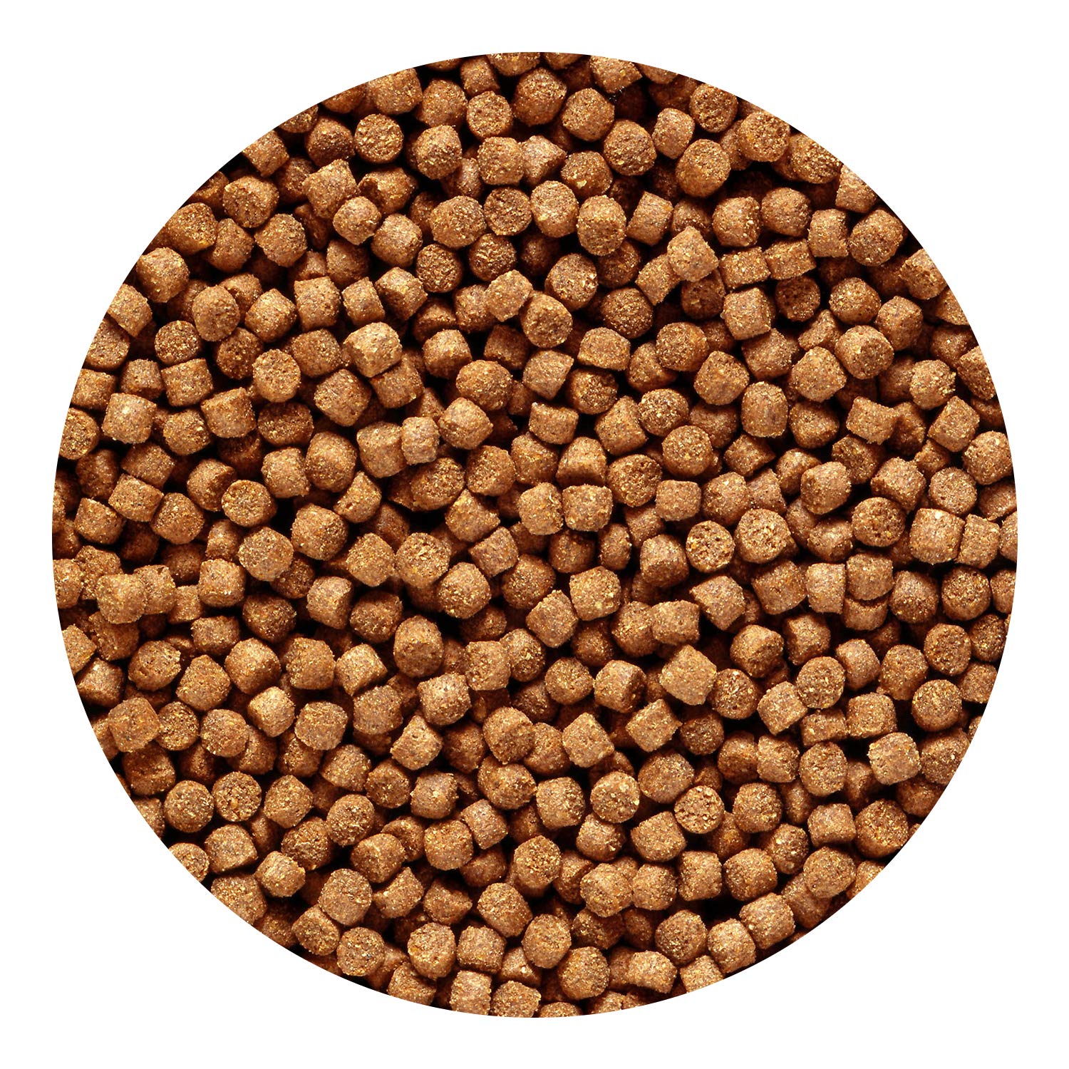 Hikari Cichlid Gold Sinking 100 Gm Mini Pellet Hikari Cichlid Gold Sinking 100 Gm Mini Pellet