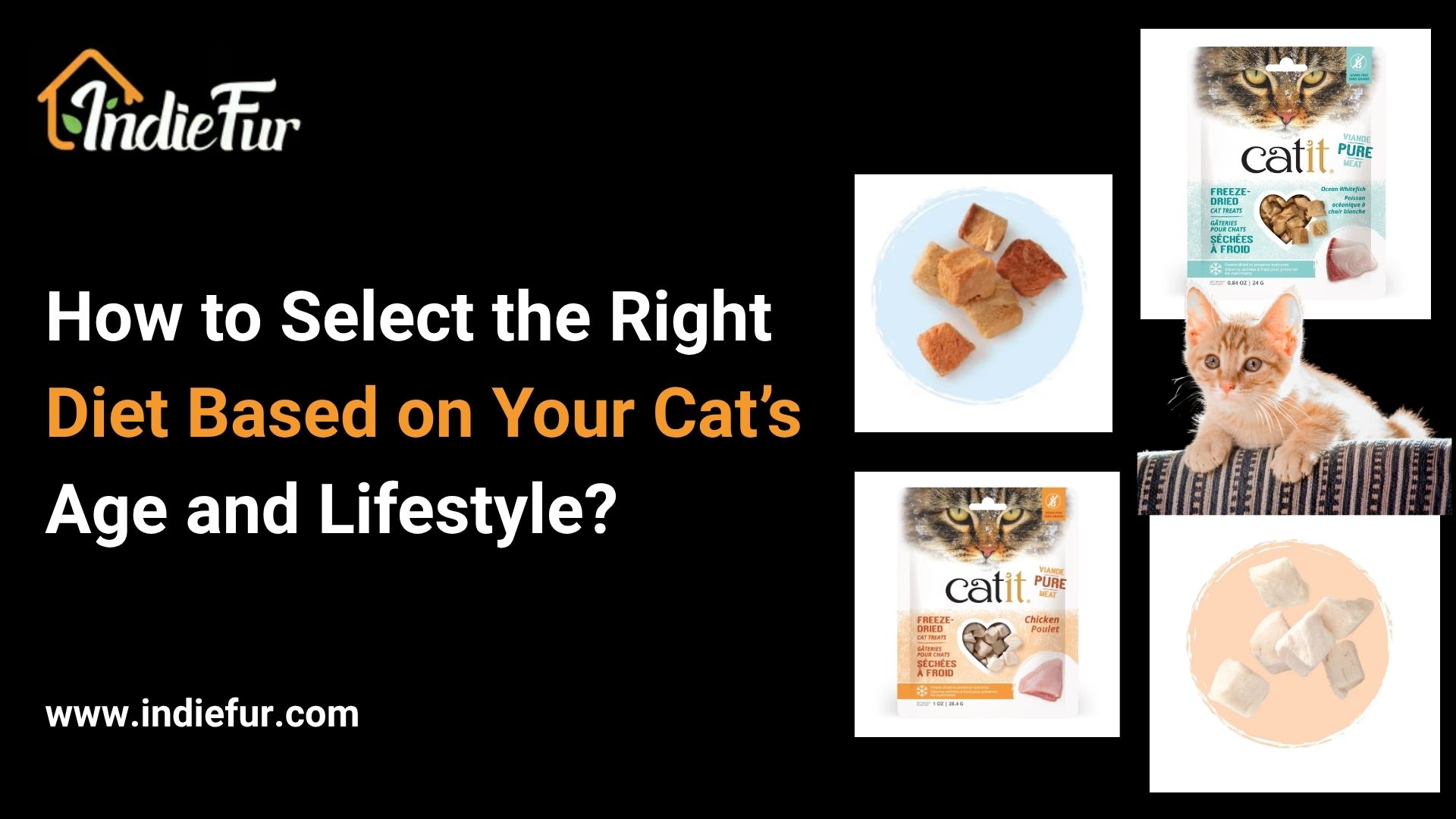 Cat Food