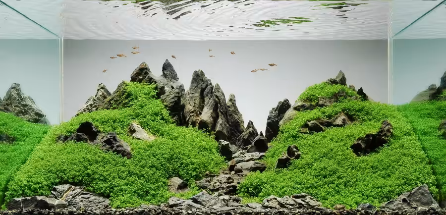 Iwagumi style aquascape with an odd-numbered rock arrangement under a low carpet plant