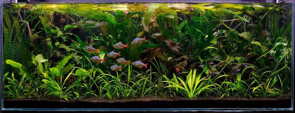 Jungle style aquascape densely overgrown with no visible planting rows