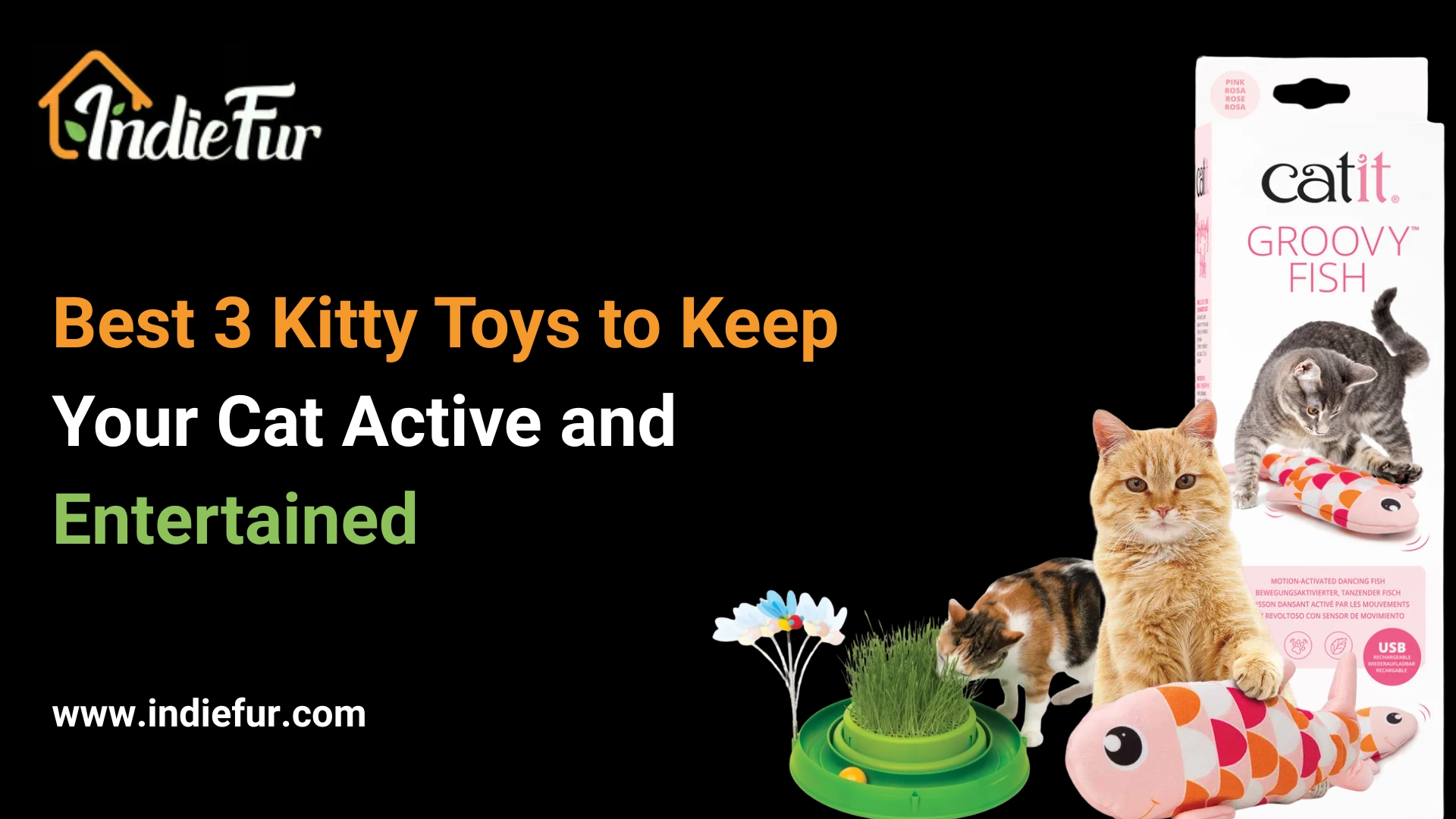 Best 3 Kitty Toys to Keep Your Cat Active and Entertained Kitty Toys