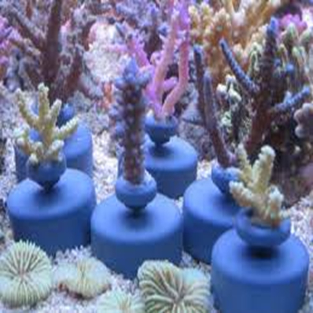 Korallen-Zucht Frag System Base / Sockel - 10 pcs Korallen-Zucht Frag System Base/Sockel - 10 pcs