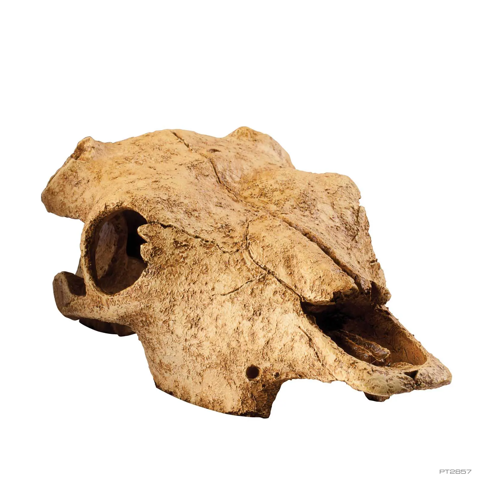 ExoTerra Buffalo Skull ExoTerra Buffalo Skull