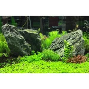 Seachem Flourish Iron 2 Litres Seachem Flourish Iron 2 Litres