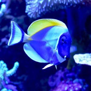 Seachem Marine Buffer 500 gm Seachem Marine Buffer 500 gm