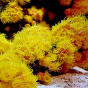 Seachem Reef Advantage Magnesium 4 Kg Seachem Reef Advantage Magnesium 4 Kg