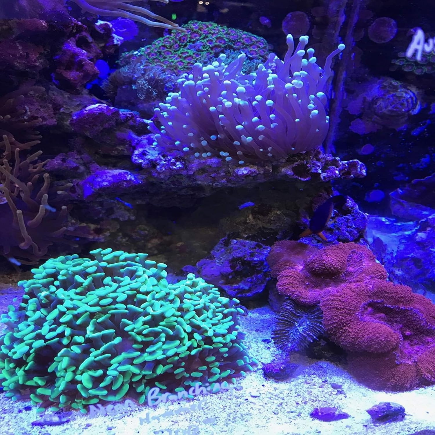 Seachem Reef Builder 600 gm Seachem Reef Builder 600 gm