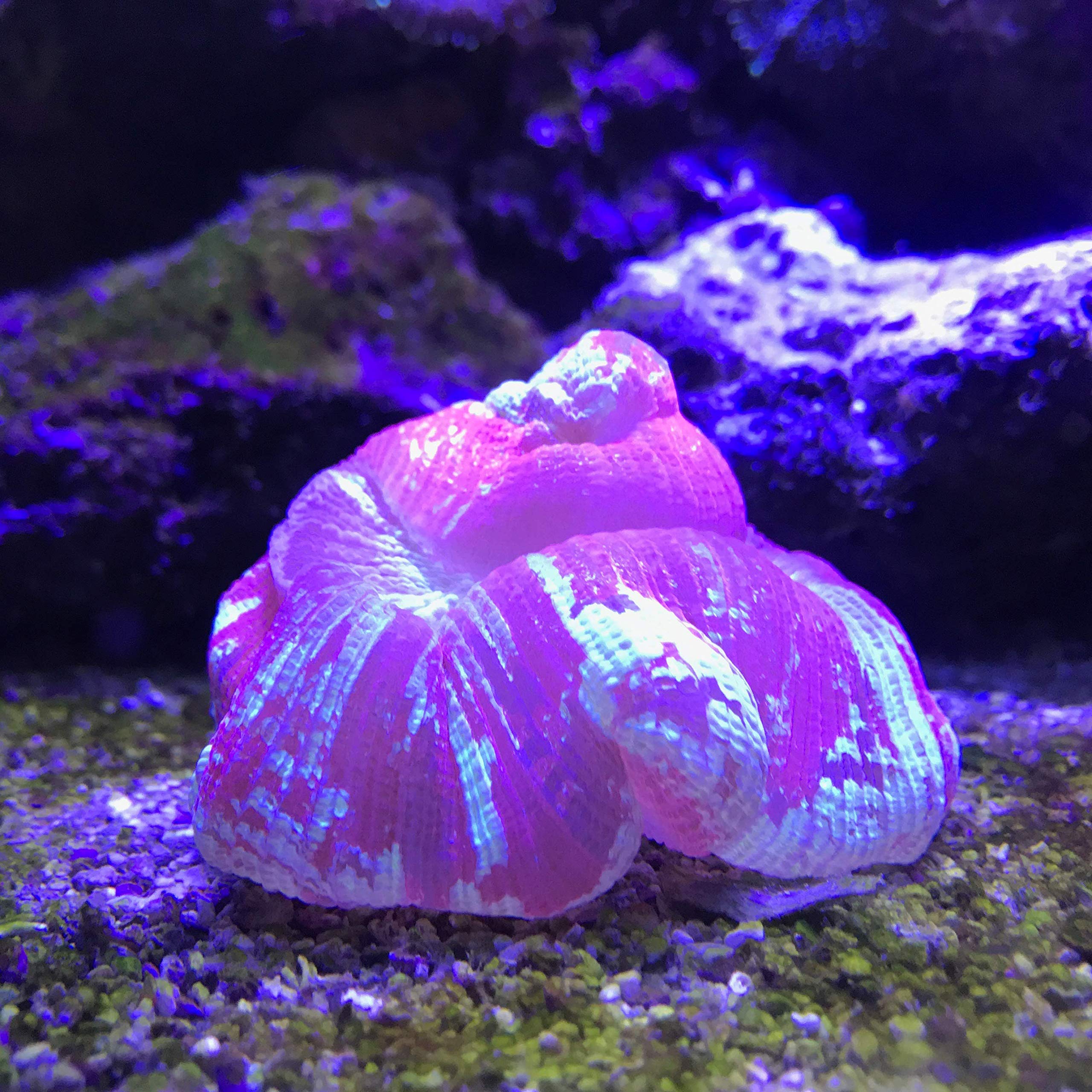 Seachem Reef Plus 4 Litres Seachem Reef Plus 4 Litres