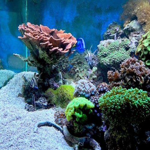 Seachem Seagel 500 ml Seachem Seagel 500 ml