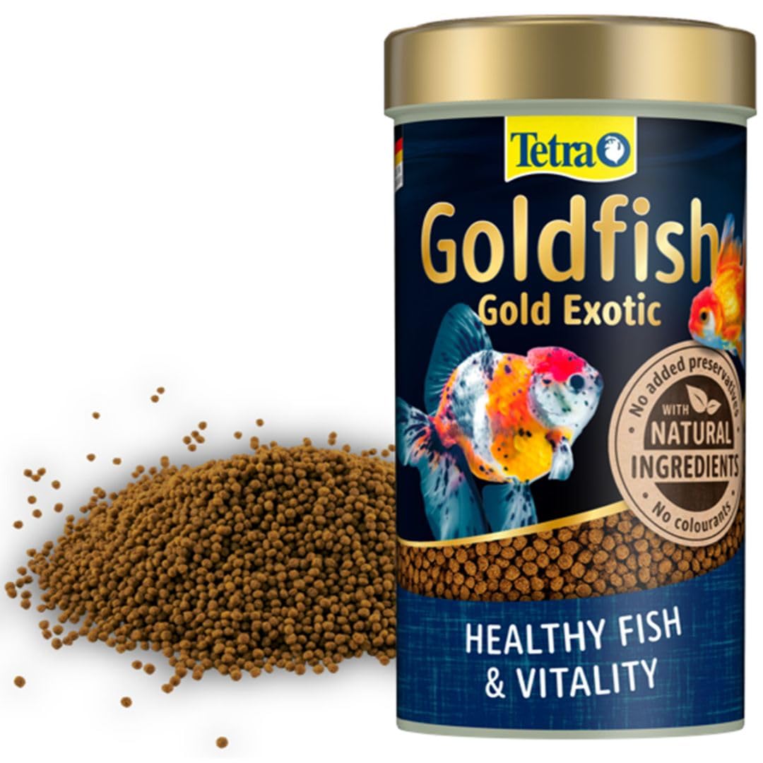 Tetra Goldfish Gold Exotic Tetra Goldfish Gold Exotic