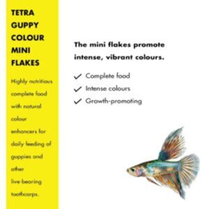 Tetra Guppy Colour