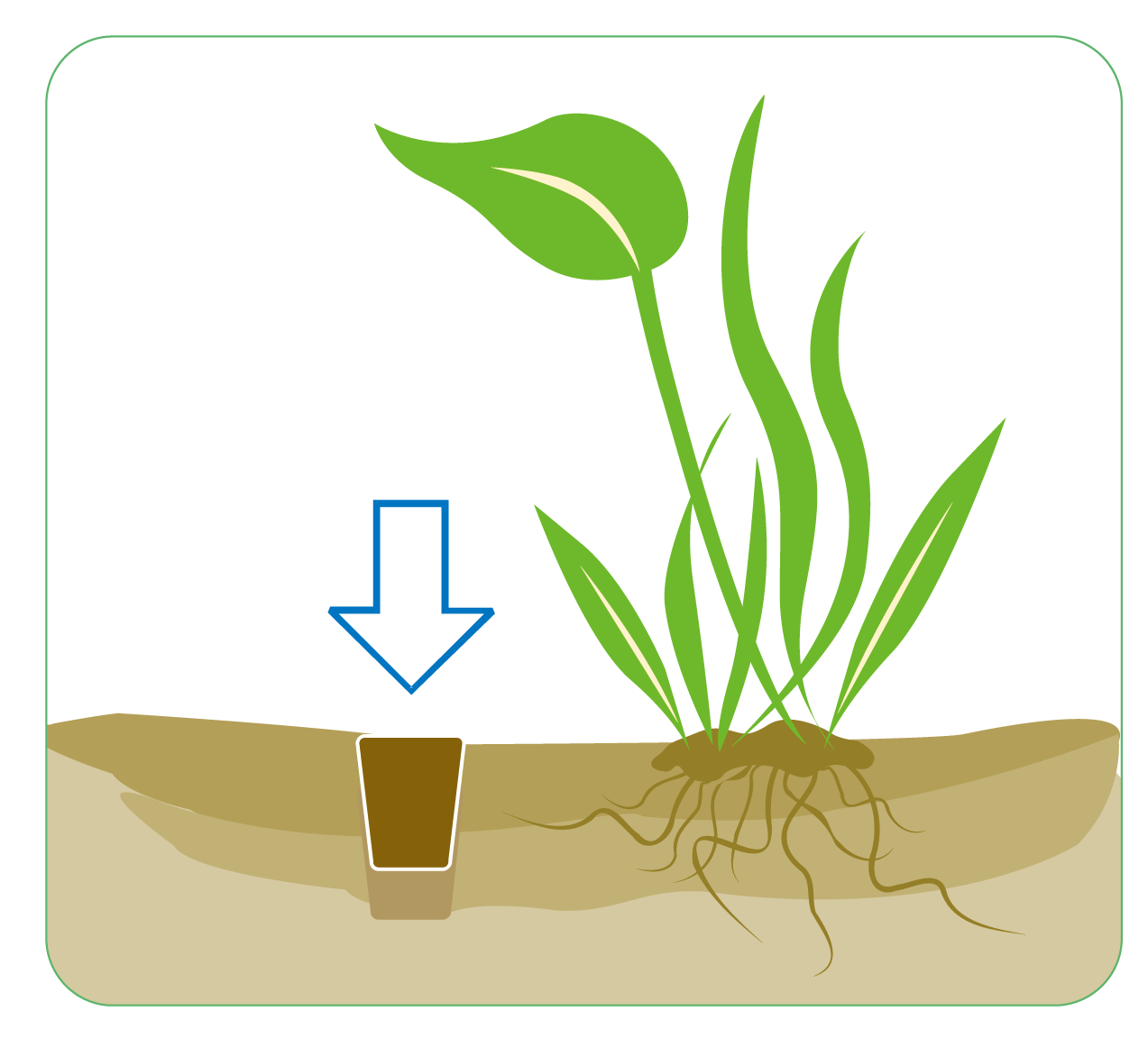 ISTA Water Plant Fertilizer Ball ISTA Water Plant Fertilizer Ball